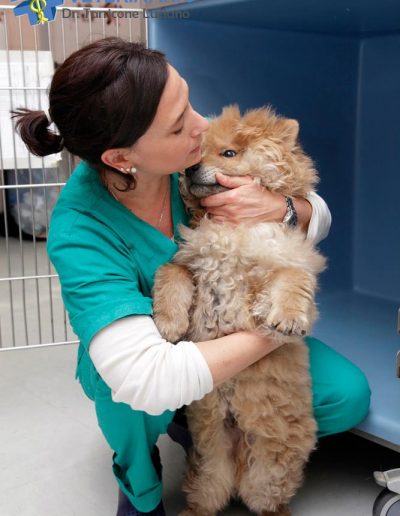 ambulatorio veterinario in provincia di Rovigo