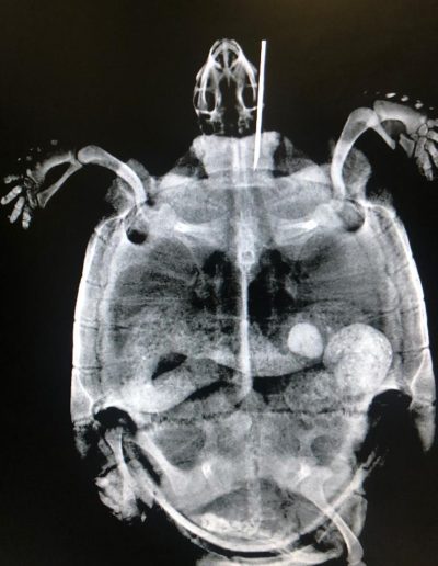 radiologia veterinaria in provincia di Rovigo