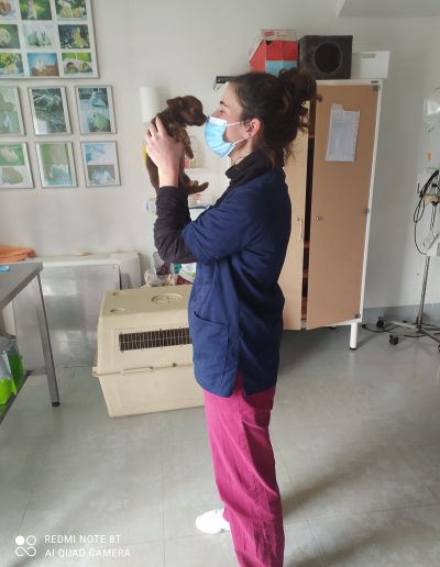 chirurgia ortopedica veterinaria in provincia di Rovigo