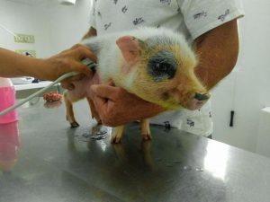Chirurgia generale veterinaria in provincia di Verona