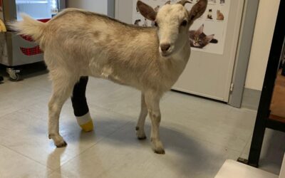 Pronto Soccorso per Animali da compagnia a Rovigo e Dintorni