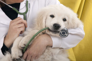 Degenza veterinaria in provincia di Verona