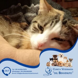 Degenza veterinaria in provincia di Ferrara