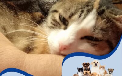 Perché gli animali domestici fanno bene alla salute: scopri i loro benefici