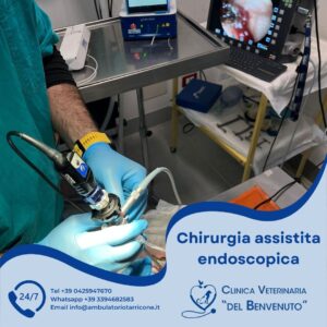 Medicina interna veterinaria in provincia di Venezia
