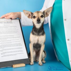 Chirurgia generale veterinaria in provincia di Venezia