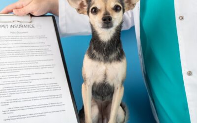 Proteggi il tuo amico a quattro zampe con un’assicurazione veterinaria