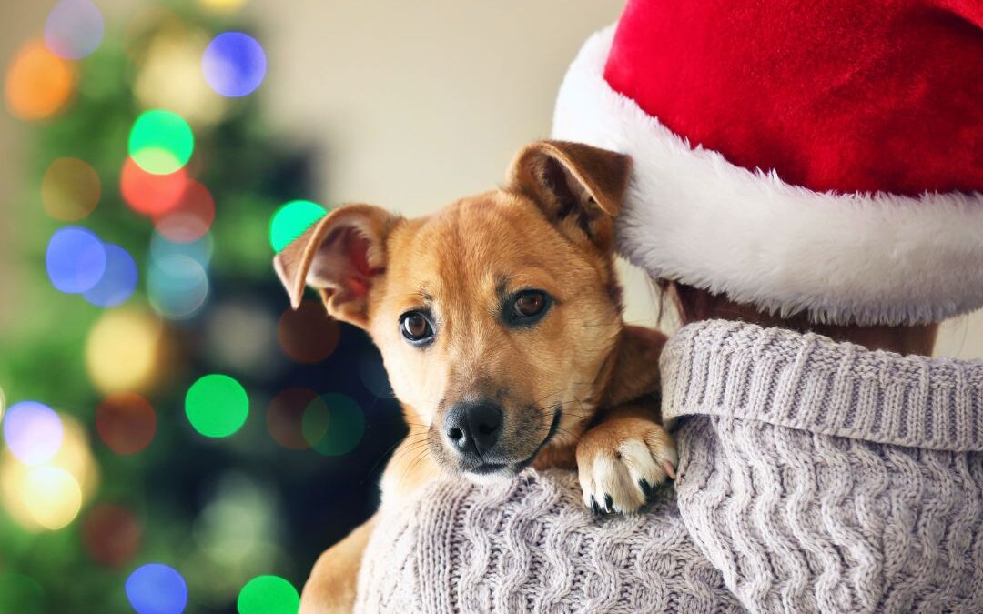 Natale in sicurezza: come proteggere i tuoi animali dai cibi pericolosi