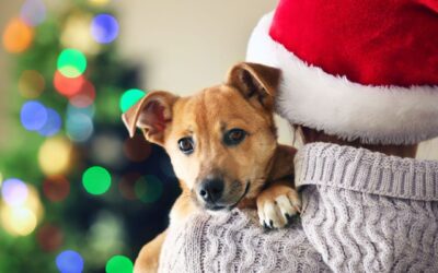 Natale in sicurezza: come proteggere i tuoi animali dai cibi pericolosi