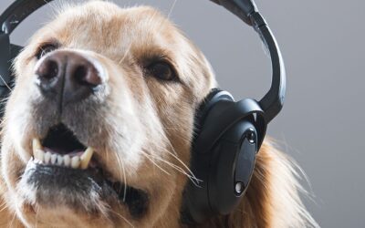 Festività Natalizie: Come Proteggere i Nostri Animali dai Botti