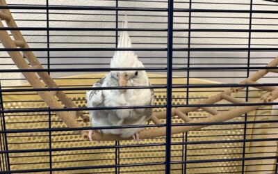 Nuovo volatile in casa? Ecco perché è fondamentale una visita veterinaria prima dell’inserimento nel gruppo