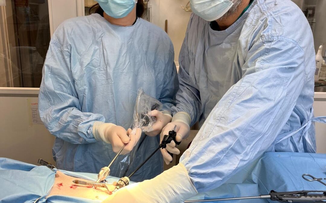Sterilizzazione in laparoscopia per cani e gatti: vantaggi e benefici